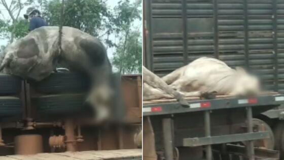 Caminhão carregado de bois tomba e alguns animais morrem em Cuiabá.