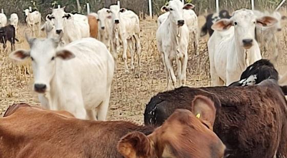 Cabeças de gado roubadas em Cáceres são encontradas em VG.