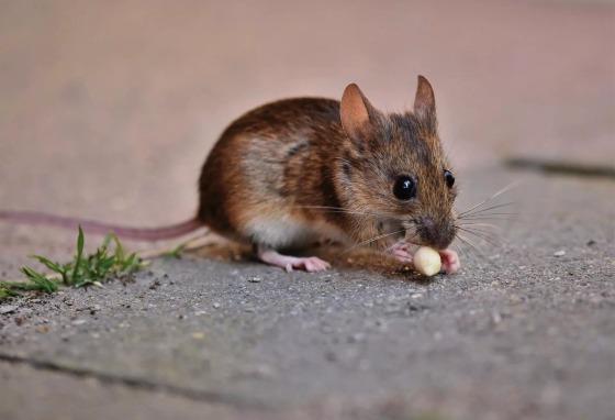 Uma idosa foi multada por um tribunal britânico após alimentar os ratos que invadiram sua casa e tratar os roedores como se fossem seus animais de estimação