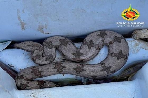 jiboia é encontrada em estacionamento de hospital público do DF