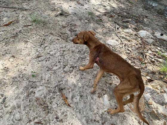 Dois cachorros com feridas e desnutridos são resgatados em chácara de MT.