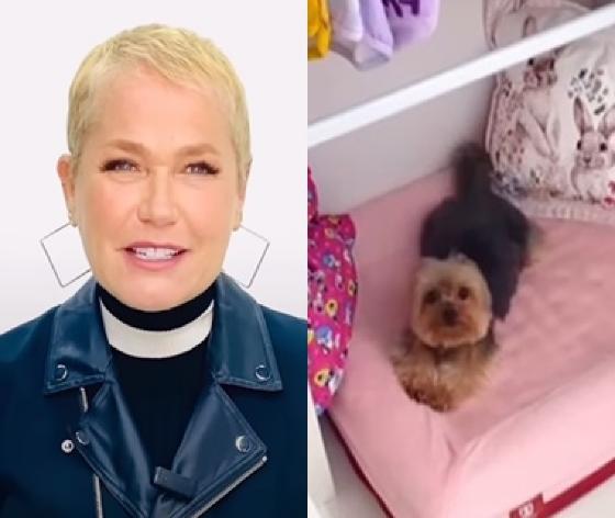 Xuxa mostra quarto de cachorrinha e é criticada