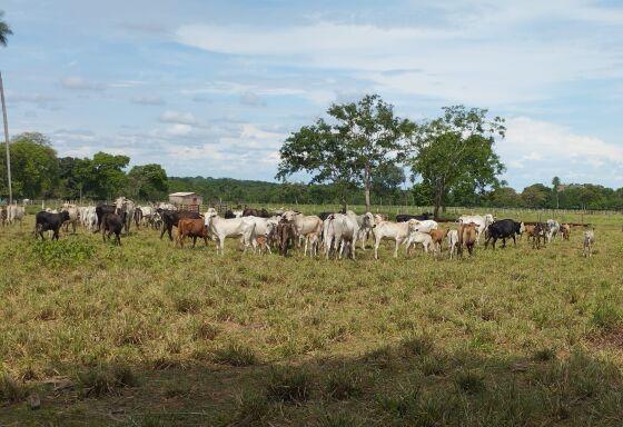 As cabeças de gado foram roubadas em uma fazenda  de Rosário Oeste.