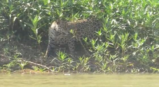 As imagens foram feitas quando a equipe visitava ribeirinhos atendidos pelo programa federal no Parque Nacional do Pantanal