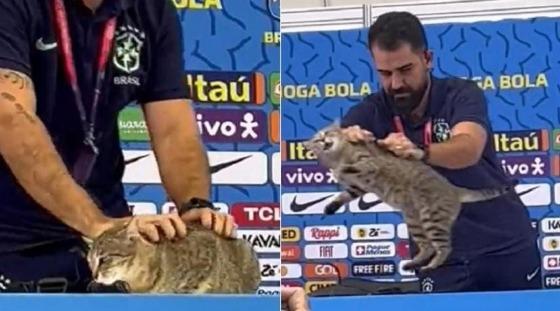 O felino invadiu o local enquanto Vinicius Júnior falava com a imprensa e acabou sendo retirado da bancada pelo assessor de comunicação da entidade, Vinicius Rodrigues.