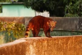 zoológico; UFMT