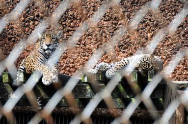 zoológico; UFMT