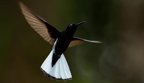 Cientistas descobrem beija-flor da mata atlântica que canta em frequência ultrassônica