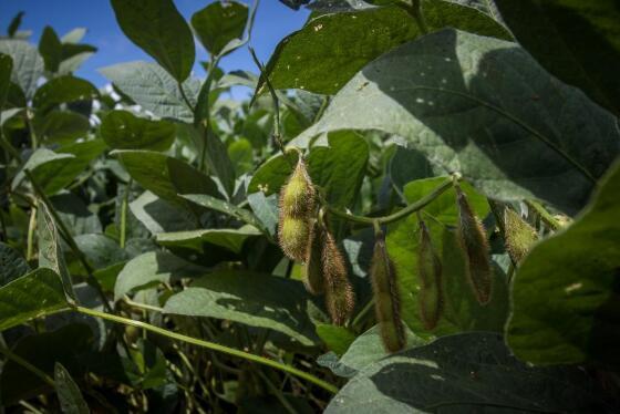 Normativa do Indea constava data final do plantio de soja em Mato Grosso o dia 03 de fevereiro de 2023