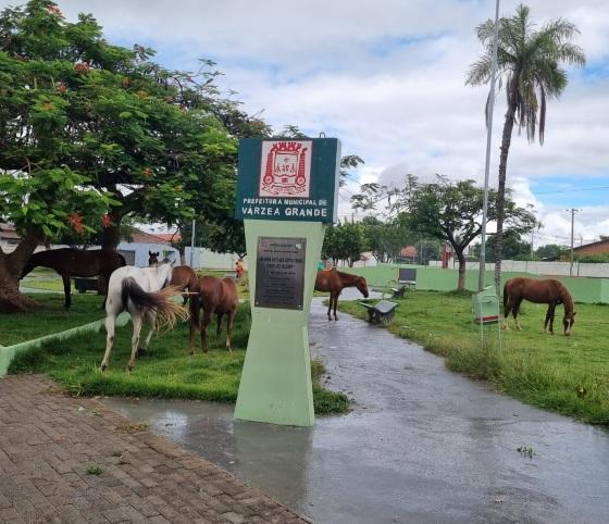 Costa Verde; animais; capa.jpg