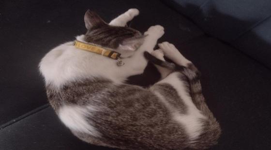 Gato Billy morre vítima de envenenamento em VG 