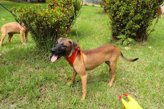 Feira de adoção de cães e gatos em Cuiabá 