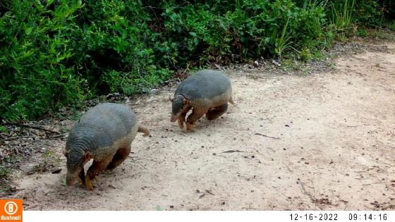 Ameaçados de extinção, tatus-canastra são flagrados por câmera de monitoramento da Sema-MT