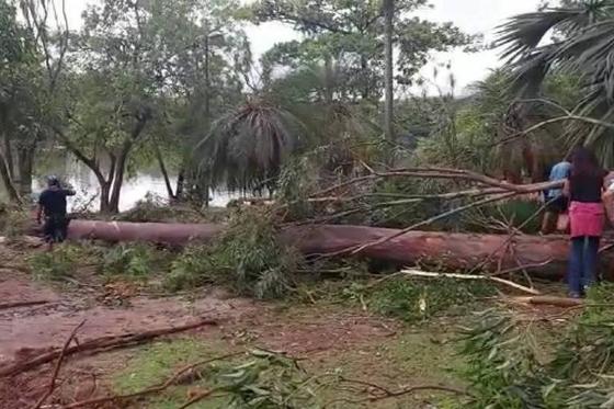 Árvore cai e mata criança de cinco anos em parque