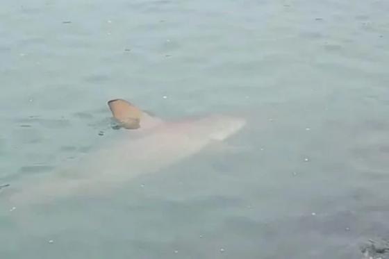 Jovem tenta nadar com golfinhos e é atacada por tubarão na Austrália