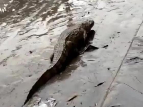 As fortes chuvas fizeram com que jacarés "invadissem" a cidade, assustando moradores