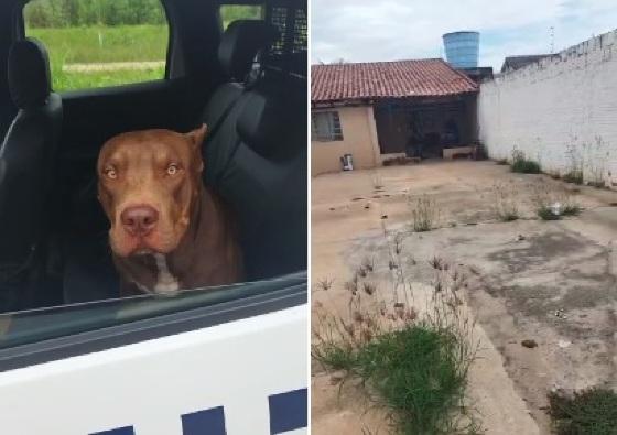 Pitbull; plantação de maconha; residência; Cuiabá; VGN 