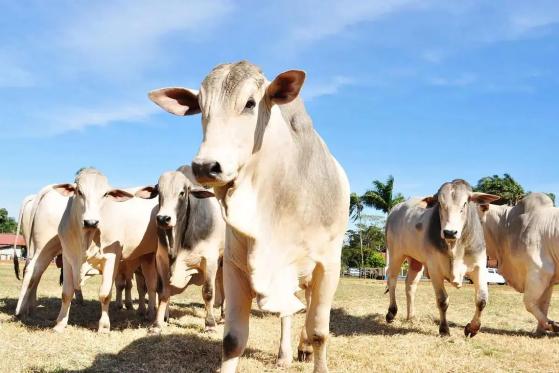 Ministério da Agricultura afirmou não existir risco para consumo