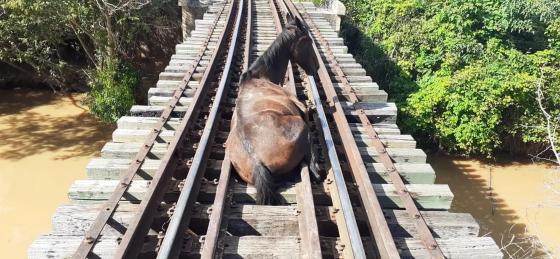 Bombeiros salvam cavalos presos em trilhos sobre ponte 