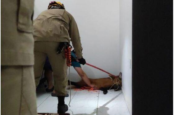 Lobo-guará é capturado em residência e bombeiros usam tranquilizante para retirar animal.