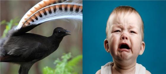 A supervisora ​​da unidade de pássaros do zoo, Leanne Golebiowski, disse ao The Guardian que a Echo começou a "treinar" trechos do choro há um ano.