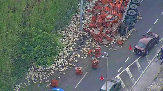 Caminhão com galinhas vivas tomba, e aves se espalham na pista