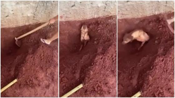 Idosa enterra cachorro vivo por se incomodar com latidos e é presa