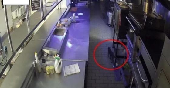 O felino pode ter provocado o vazamento do gás que explodiu os restaurantes.