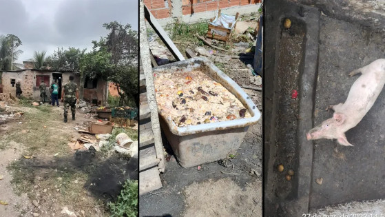 Homem encontrado em situação análoga à escravidão era morador de rua e aceitou ‘trabalho’ em troca de abrigo e comida dada a porcos