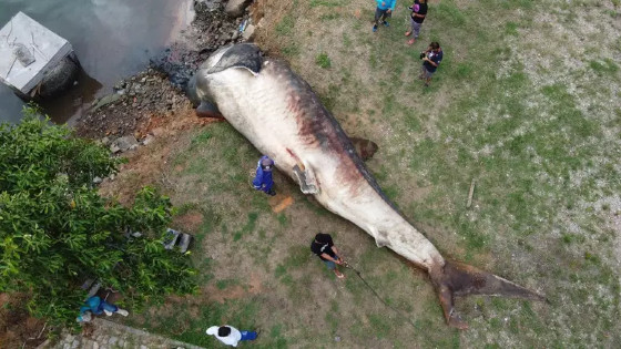 Em registro raro, maior peixe do mundo é encontrado morto