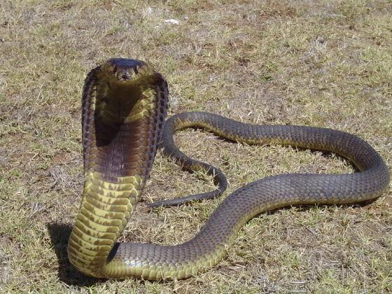 Piloto encontra cobra na cabine do avião