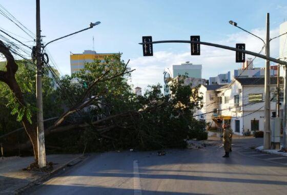 Queda de árvore de grande porte fecha ruas de Cuiabá e causa congestionamento 