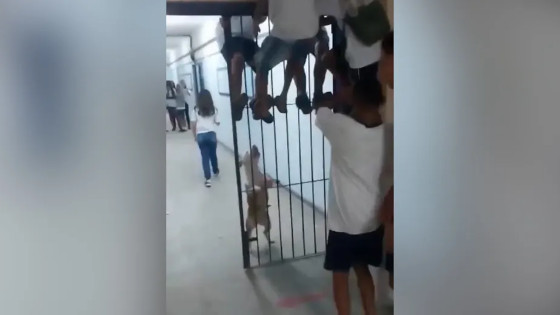 Pitbull invade escola no Complexo da Maré e morde aluno que estava no pátio