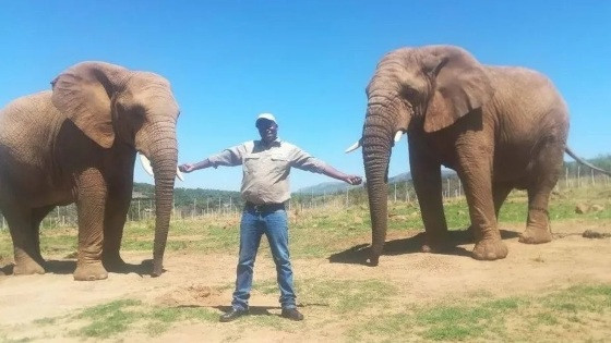 Guarda florestal morre pisoteado por elefante que fugiu após abrir portão com a tromba