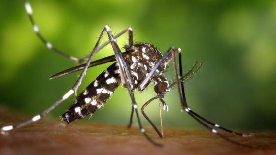 Saúde lança campanha após aumento da dengue, zika e chikungunya
