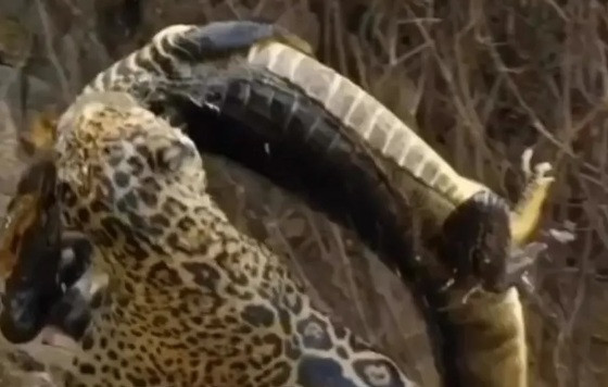 Vídeo flagra momento em que onça- pintada pula de ribanceira para dar bote em jacaré
