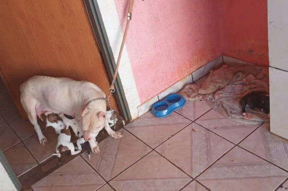 Vídeo chocante mostra homem pisando em cachorro no quintal de casa