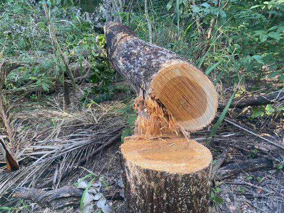 O condomínio fica em frente ao parque onde é possível ver o local onde as árvores ficam