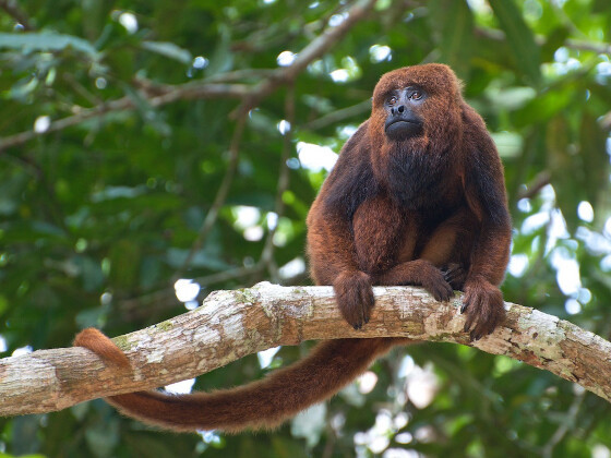 Macacos da Mata Atlântica serão ‘exportados’ para repovoar floresta na Argentina