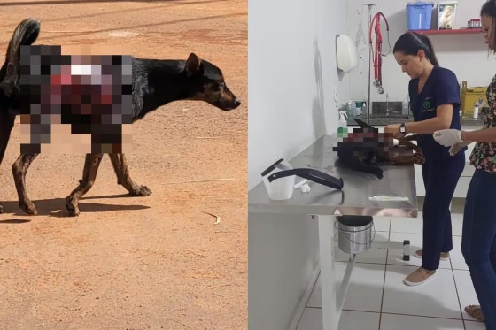 Cão sofre maus-tratos e tem corpo queimado