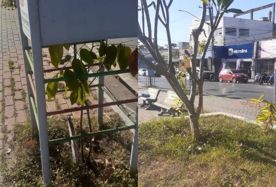 Conforme eles, muitas plantas estão morrendo devido ao calor e a falta de cuidado