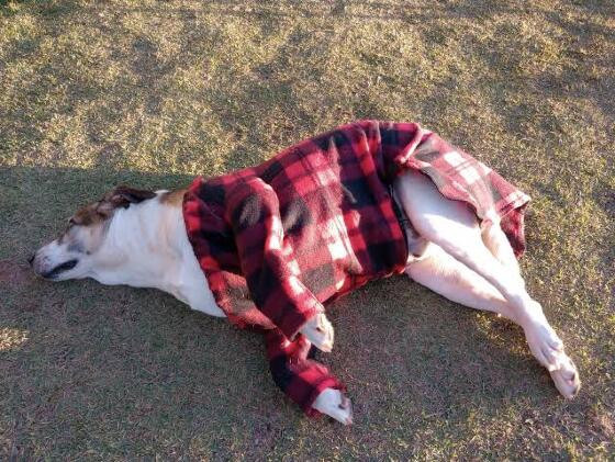 Família flamenguista faz roupas de frio personalizadas para cachorrinhos de rua 