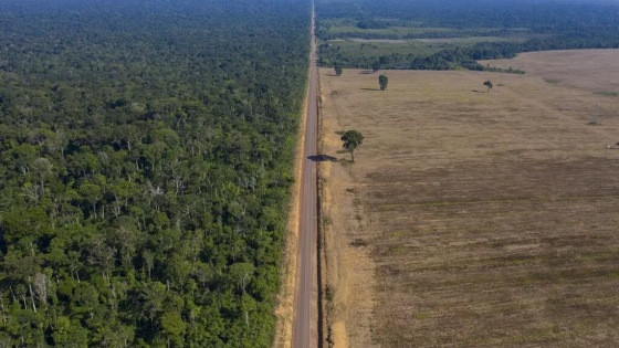 Mais de 40 pesquisadores e instituições assinam documento detalhando irregularidades em projeto de lei que desrespeita classificações oficiais da vegetação brasileira 