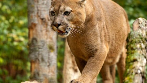 Casos de comércio ilegal de animais silvestres também deverão ser comunicados