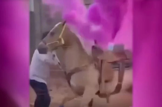 Casal é investigado por maus-tratos contra cavalos em chá revelação