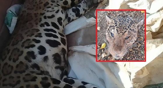 Onça-pintada com cabeça decapitada é encontrada no interior de MT; suspeito de matar é preso 