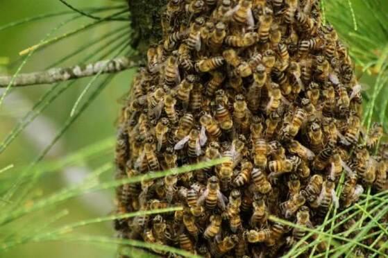 Homem morre após ataque de abelhas em área rural de Cuiabá 