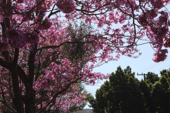 Primavera começa neste sábado com calor e será marcada por temperaturas acima da média em quase todo o Brasil