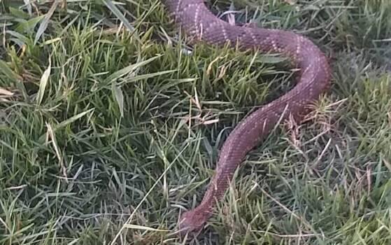 Idoso morre ao ser picado por cobra em lavoura 