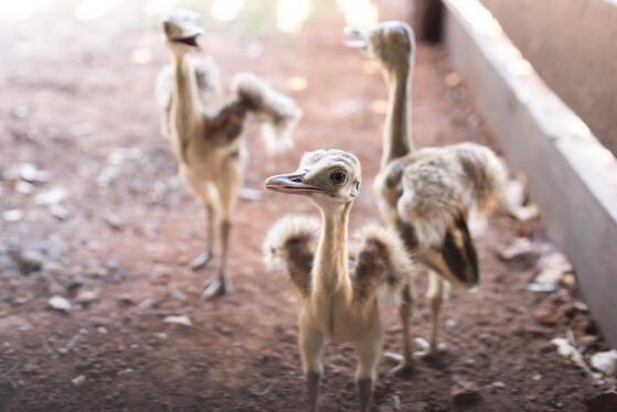 Áreas de soltura são fundamentais para reabilitação e devolução de animais silvestres à natureza.